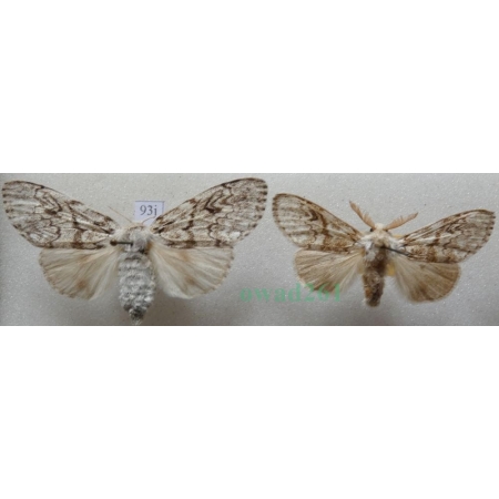 Calliteara abietis (Denis & Schiffermüller, 1775) pair Szczotecznica świerkowa Czech93j
